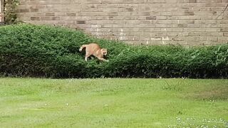What is This Dog Up To? The Suspense is REAL!  FunFM