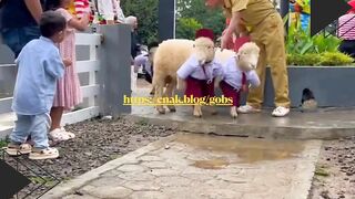 Domba Sekolah Siap Belajar!
