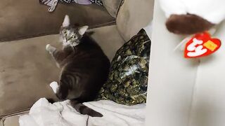 Oh My God, What IS That?! HILARIOUS Animal Reaction!  FunFM