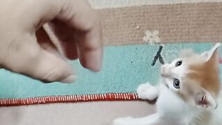 Using the Force on My Brothers Kitten!  FunFM