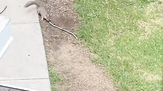 This Dog is Training HARD and Its HILARIOUS!  FunFM
