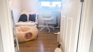 Home Office Cat Olympics High Jump Event Ends in Glory and Mild Destruction  FunFM