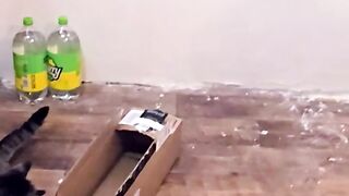 My Cats Unique Treat-Hunting Strategy!  FunFM