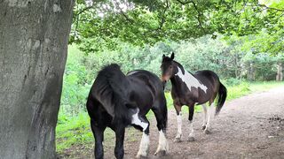 Horse Being Derp  FunFM