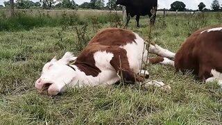 This Dog is a Master Multitasker  Eating and Resting!  FunFM