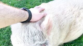 Press [ Pig ] to Pig!  FunFM