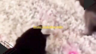 Kucingnya Dibikin Pusing Sama Laser!