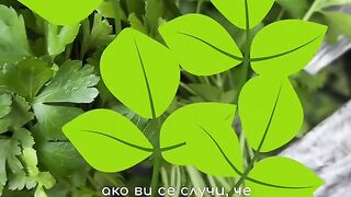 КАК ДА ЗАПАЗИТЕ МАГДАНОЗ И КОПЪР ДЪЛГО ВРЕМЕ