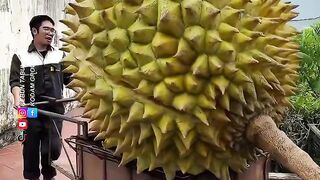 Durian Terbesar Di Vietnam