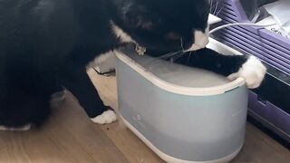 The Way Our Cat Drinks Water!  FunFM