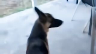 This Dog Really Wants to Go Out!  FunFM