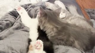Too Sleepy to Fight!  FunFM
