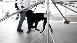 Mexico Deploys Specially Trained Dogs to Combat Flesh-Eating Screwworm