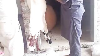 Eid day 7