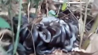 Sarang anaconda di permukiman warga brazil