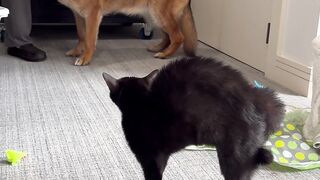 IttyBitty Ferocious Kitty!  FunFM