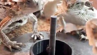 He Needs His Piece!  FunFM