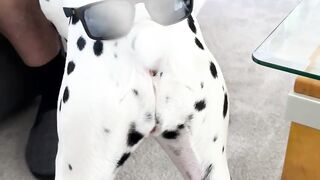 Dalmatians Adorable Antics!  FunFM