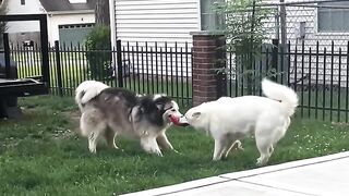 Insane Dog Fight Compilation!  FunFM