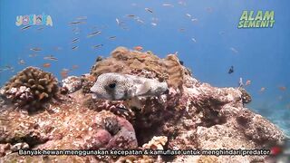 Ikan Buntal Laut