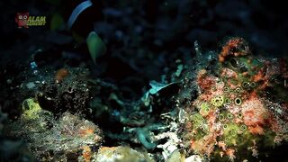 Ikan Selat Lembeh Sulawesi
