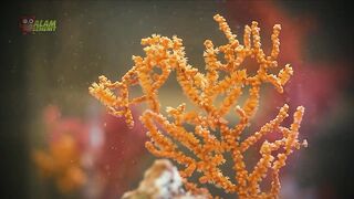 Kuda Laut