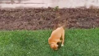 Doggos Got Moves You Cant Question!  FunFM