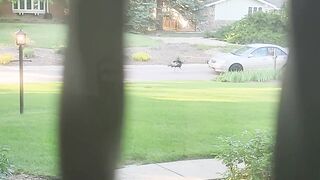 Wild Turkeys Blocked My GFs Way to Work!  FunFM