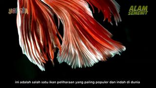 Ikan Betafish Atau Ikan Cupang