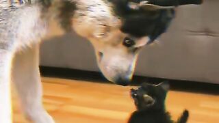 Funny dogs and cats 4