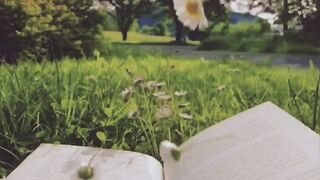 Daisies