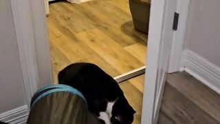 Hera Bean Startled Herself Chasing the Mop!  FunFM