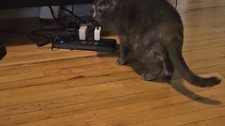 Kitty vs Roomba vs Cord - Epic Showdown!  FunFM