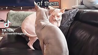 You Wont Believe These Epic Cat Saves! Meatslaps Prevention  FunFM