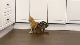 Not Just Cats! The Ultimate Startled Pets Compilation  FunFM
