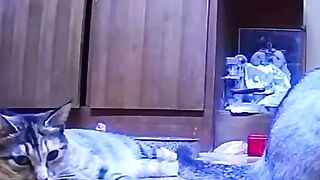 And Then Chaos Ensues with Startled Pets!  FunFM