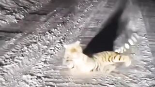 Startled Orange Kitty Will Make You Laugh!  FunFM