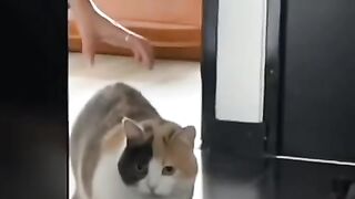 Slow Mo Startle Caught on Camera!  FunFM