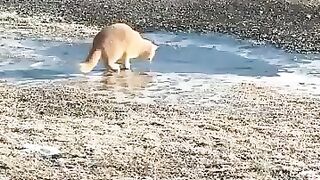 Icy Puddle Confusion Will Make You LOL!  FunFM