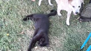 The Scream! Cats Startled Yell is Priceless!  FunFM