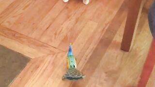 This Wind-Up Peacock Will Blow Your Mind!  FunFM