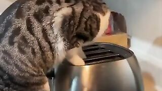 Cats Being Cats!  FunFM