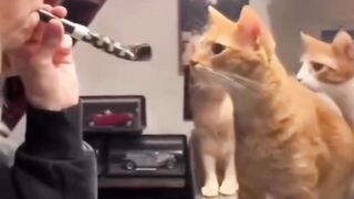 Cats Wanting Cute Things is the Best!  FunFM
