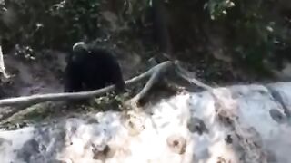 Monkey at Zoo!  FunFM