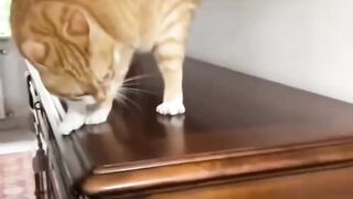 Cutest Kitty Reaction Ever!  FunFM