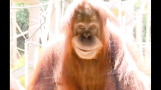 You Wont Believe This Orangutans Escape Plan!  FunFM