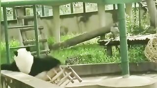 The Funniest Panda Chair Dance Ever!  FunFM