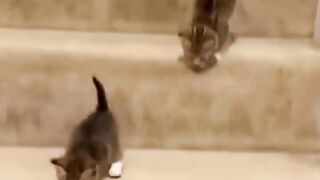 Kittens Take the Stairs in the Most Epic Way Possible!  FunFM