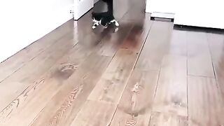 That Run is STRAIGHT Out of Tom and Jerry!  FunFM