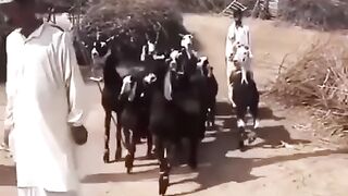 Dancing Goats Nachi Goats in Action!  FunFM